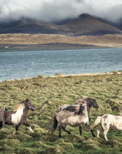 Icelandic Horses