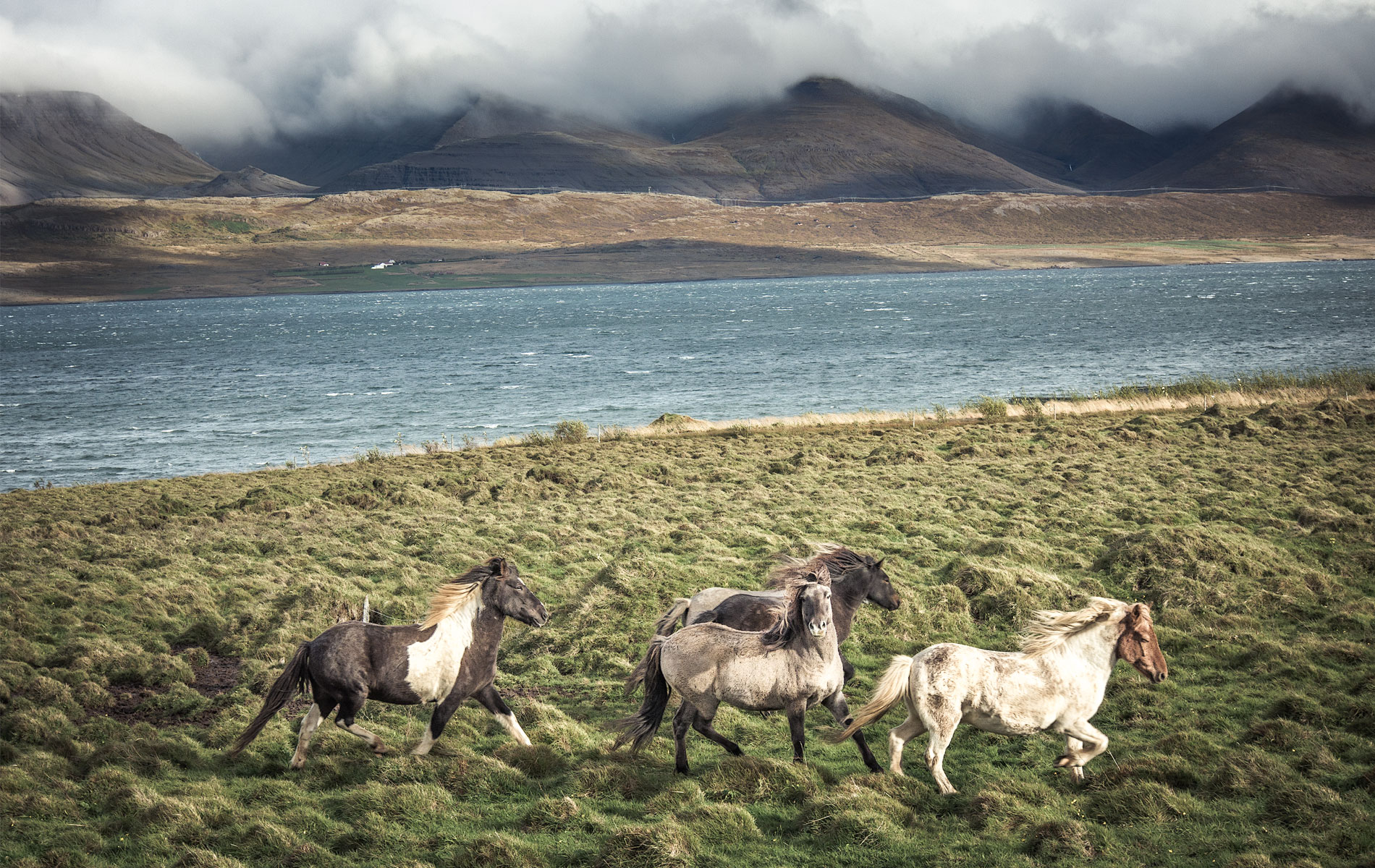 Wild horses