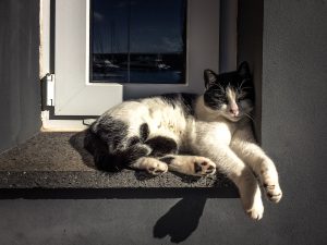 Cat in the sun