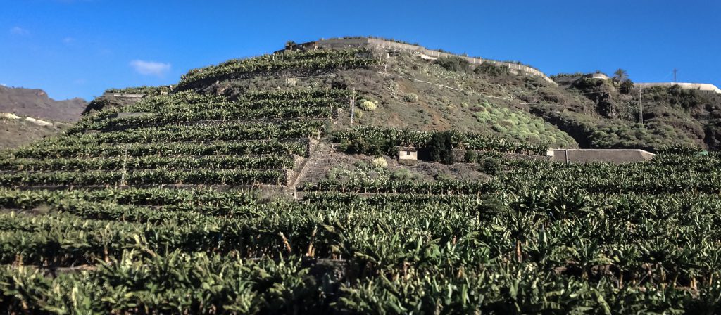 Banana Plantation - La Palma