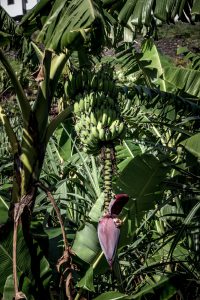 Madeira Banana Tree
