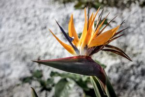 Madeira Paradise Flower