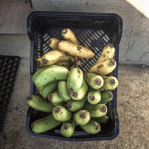 Madeira Bananas